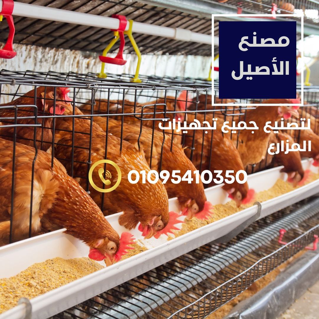  تصنيع بطاريات دواجن اوتوماتيكية